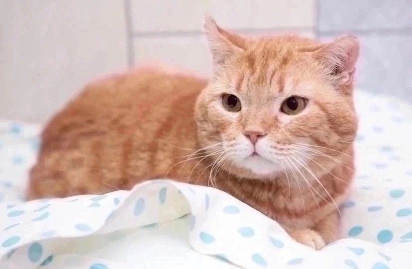 Марико (Рыжик) и Топаз