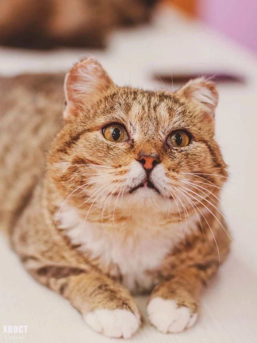 Котэ