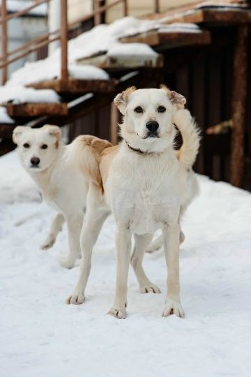 Милли и Дилли