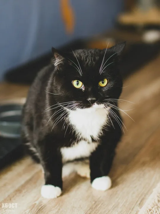 Граф